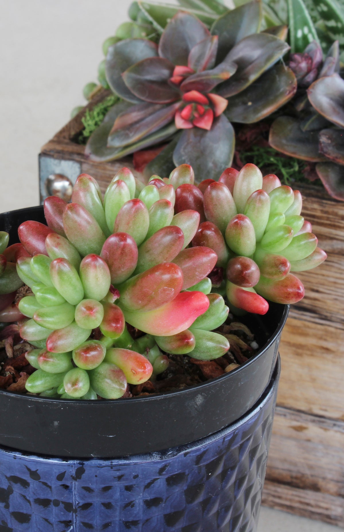 Garden Champions™ Aurora succulent for indoor home décor