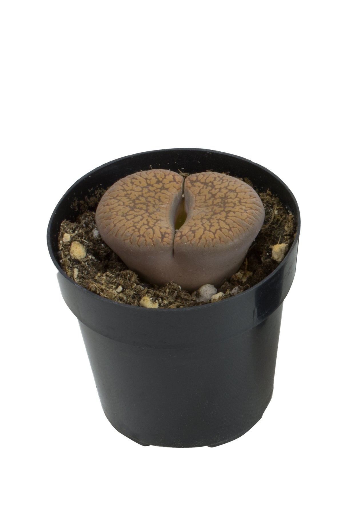 Lithops spp. Living Stones succulent plant