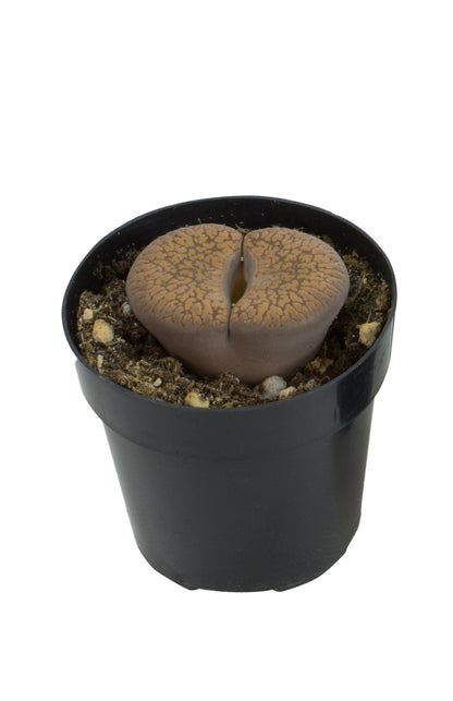 Lithops spp. Living Stones succulent plant