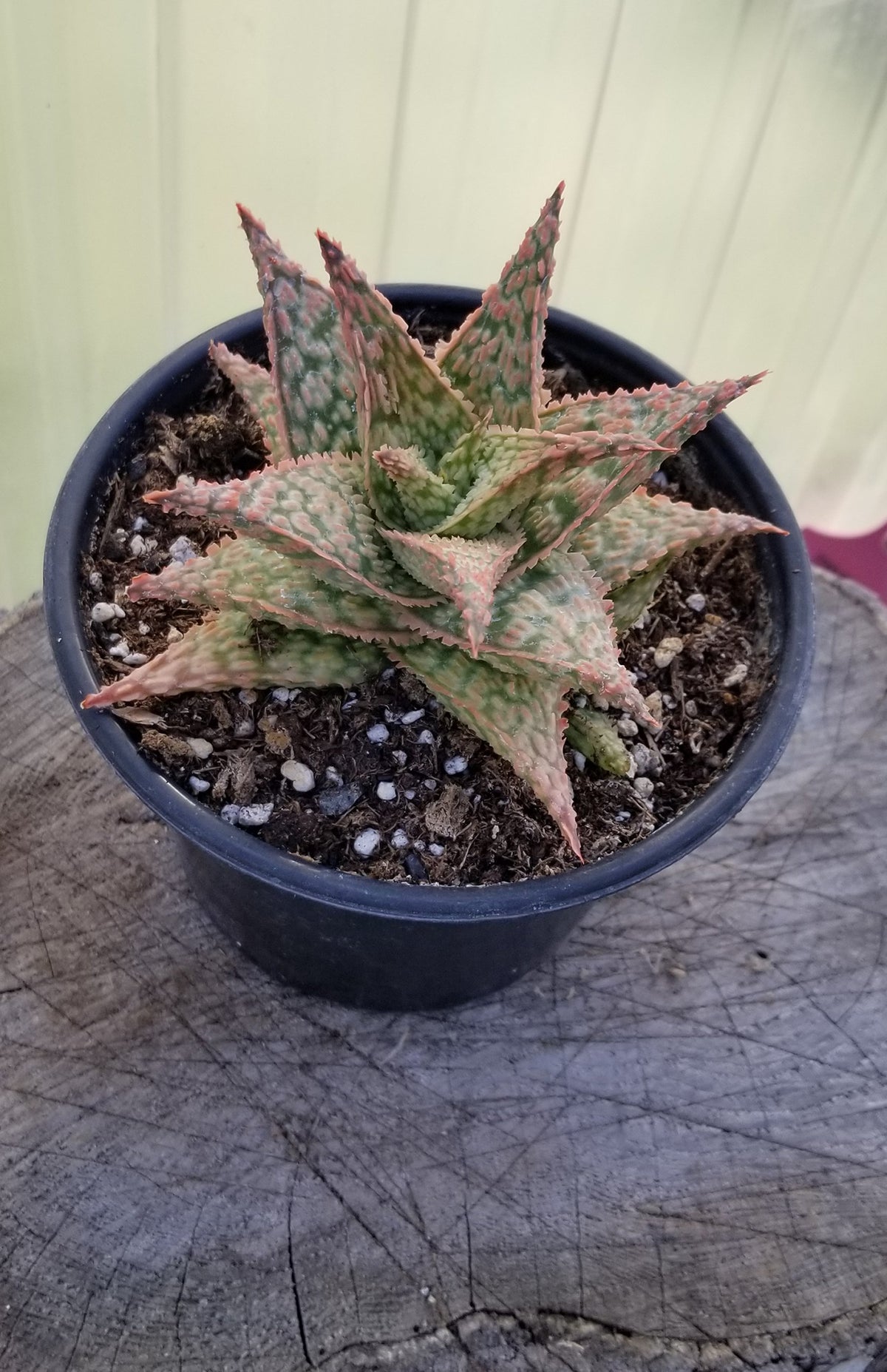 Firecracker Aloe Live Succulent with Striking Red and Green Leaf Tips