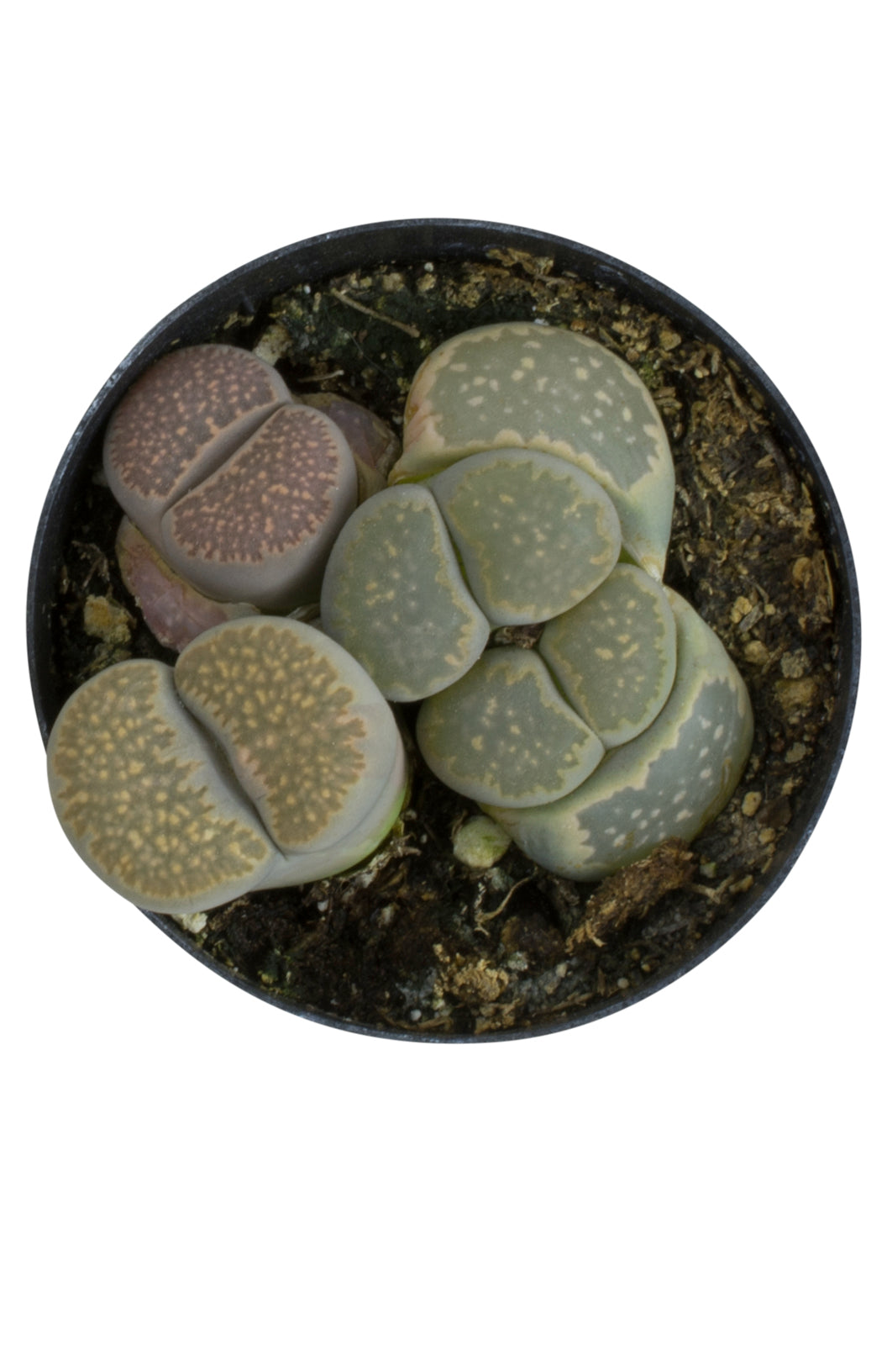 Lithops living stone succulent with unique patterned leaves