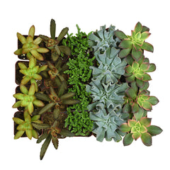 2 Inch Assorted Succulents 20 Pack