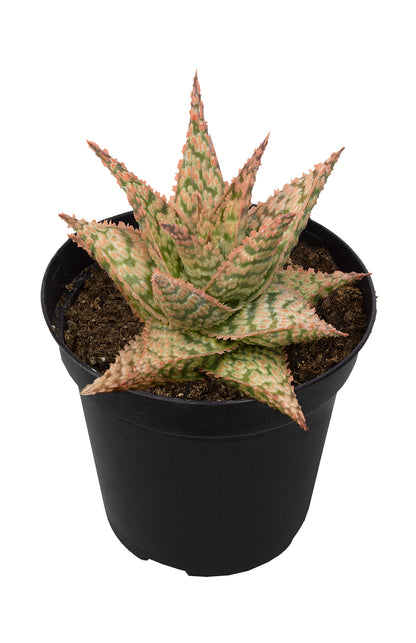 Aloe Firecracker – Rare Collector Succulent with Spiky Rosette Leaves