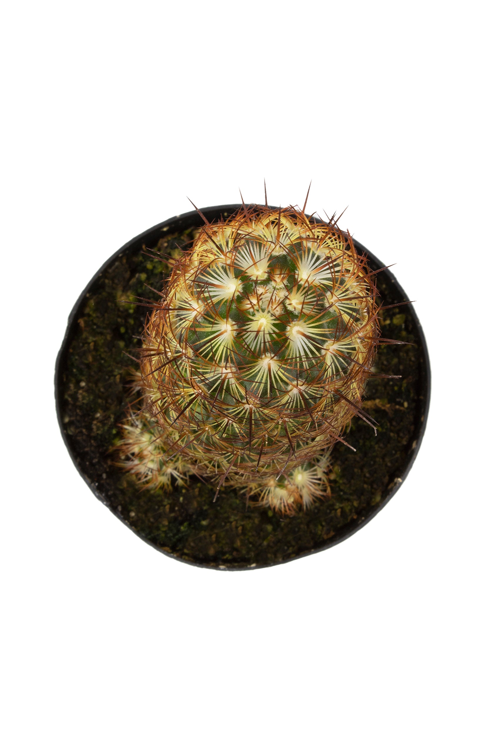 Mammillaria elongata ‘Copper King’