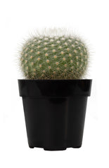 Notocactus scopa "Silver Ball Cactus"
