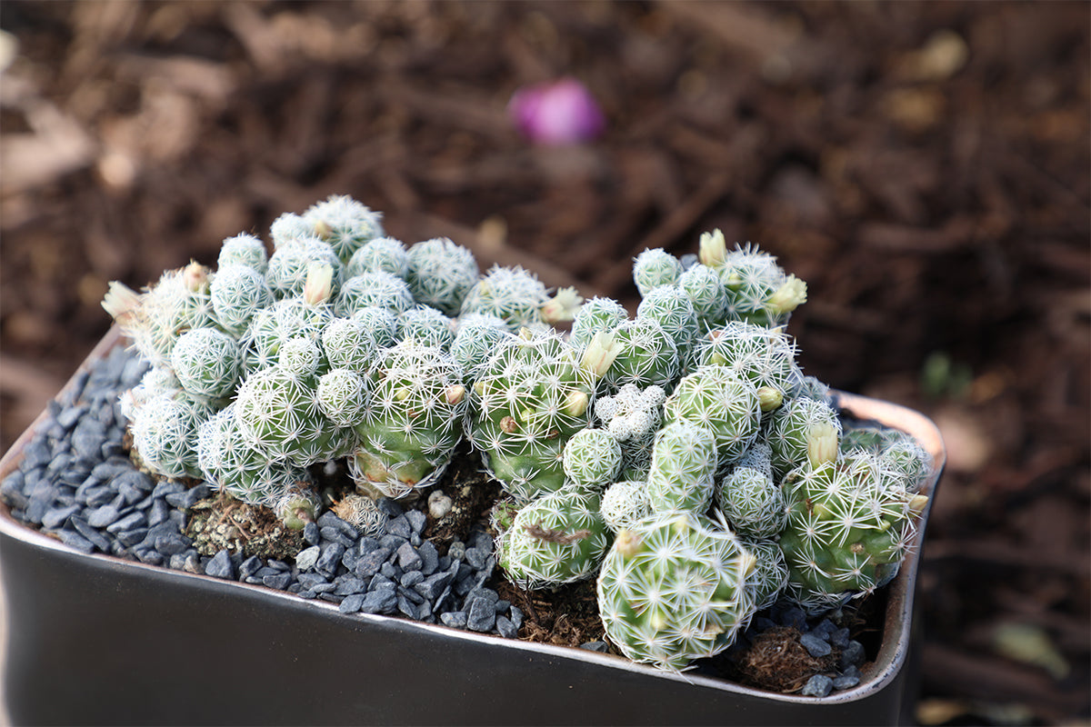 Thimble Cactus with clustered cylindrical growth