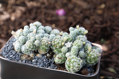 Thimble Cactus with clustered cylindrical growth
