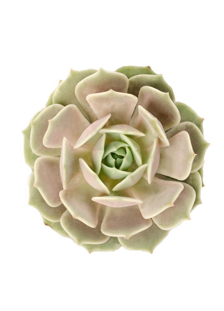 A potted Echeveria 'Lola' plant with silvery white marble and pale green leaves, tinged with rose and a blush of pinkish violet.