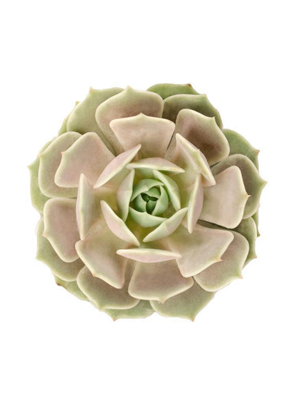 A potted Echeveria 'Lola' plant with silvery white marble and pale green leaves, tinged with rose and a blush of pinkish violet.