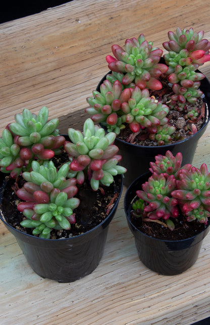 Colorful Sedum rubrotinctum Aurora live succulent plant