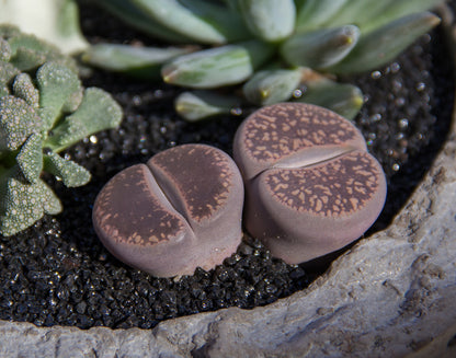 Unique Lithops living stones for indoor plant collections