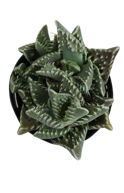 Faucaria Tigrina Tiger Jaws Succulent Plant with Spiky Green Leaves
