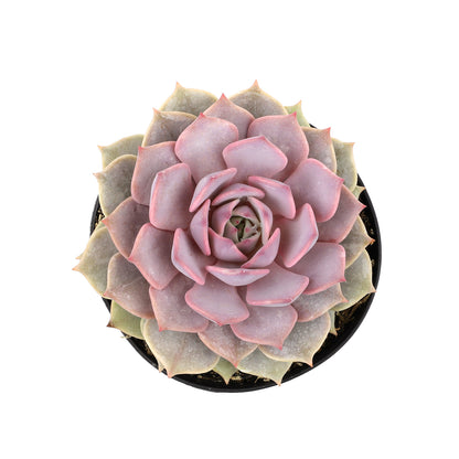 A potted Echeveria 'Pink Diamond' succulent plant with pink rosette leaves and hyaline margins.