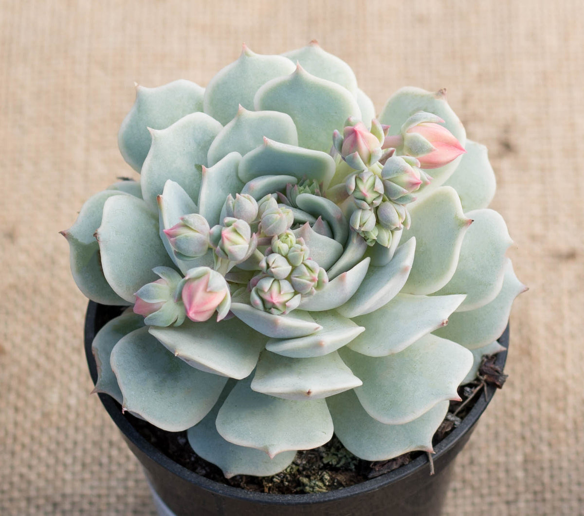 Painted Lady rosette succulent in a small nursery pot