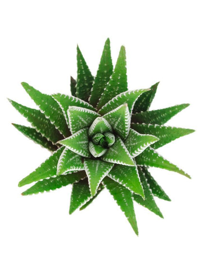 Easy-care Zebra Plant succulent for beginners