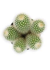 Mammillaria pilcayensis "Bristle Brush"