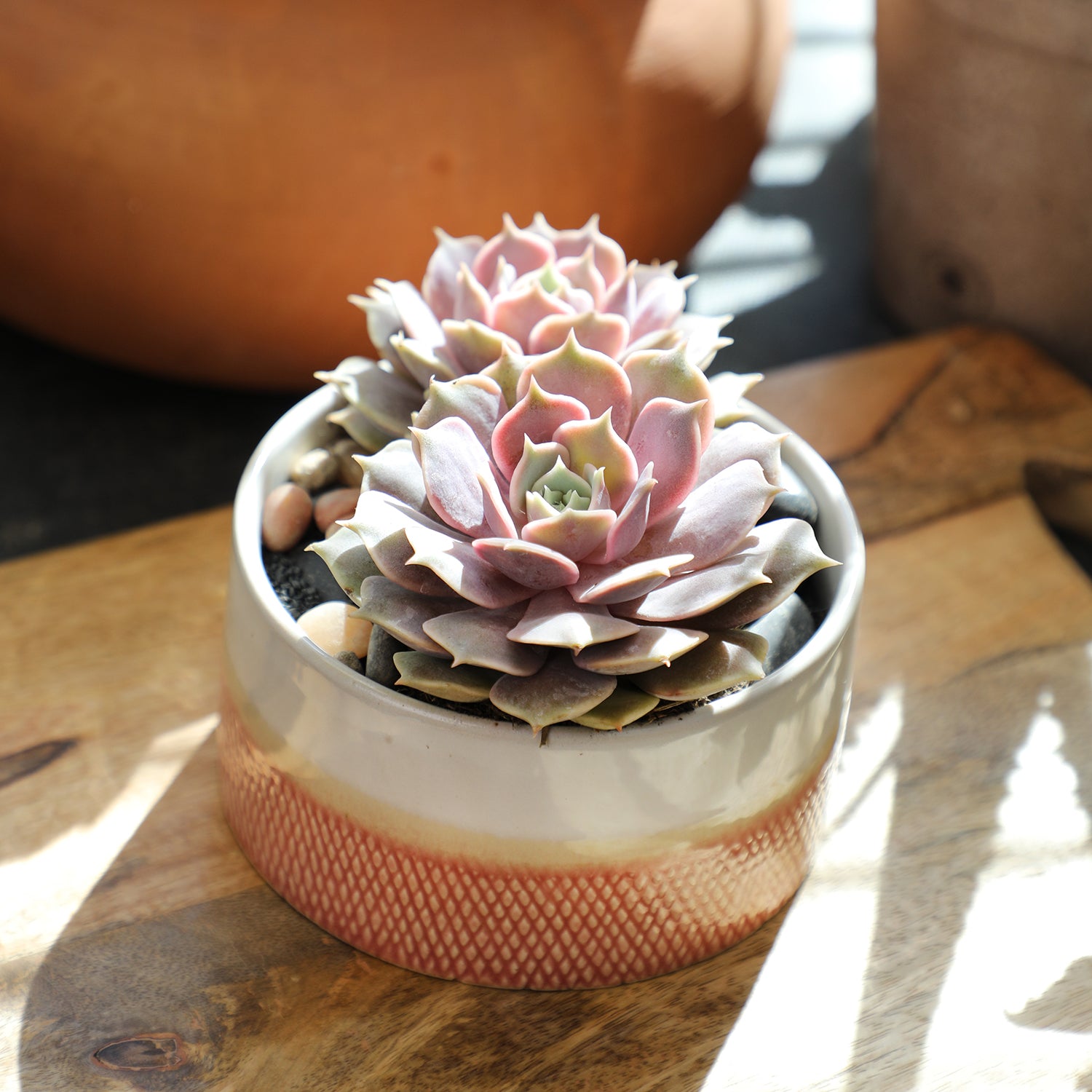 pink diamond succulent Echeveria 'Pink Diamond' PP33,616