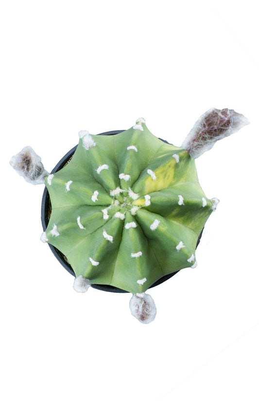Echinopsis subdenudata Dominoes unique round cactus