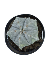 Astrophytum myriostigma "Bishop's Cap Cactus"