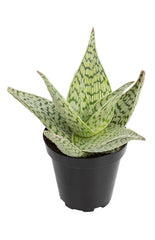 Aloe Delta Lights angle