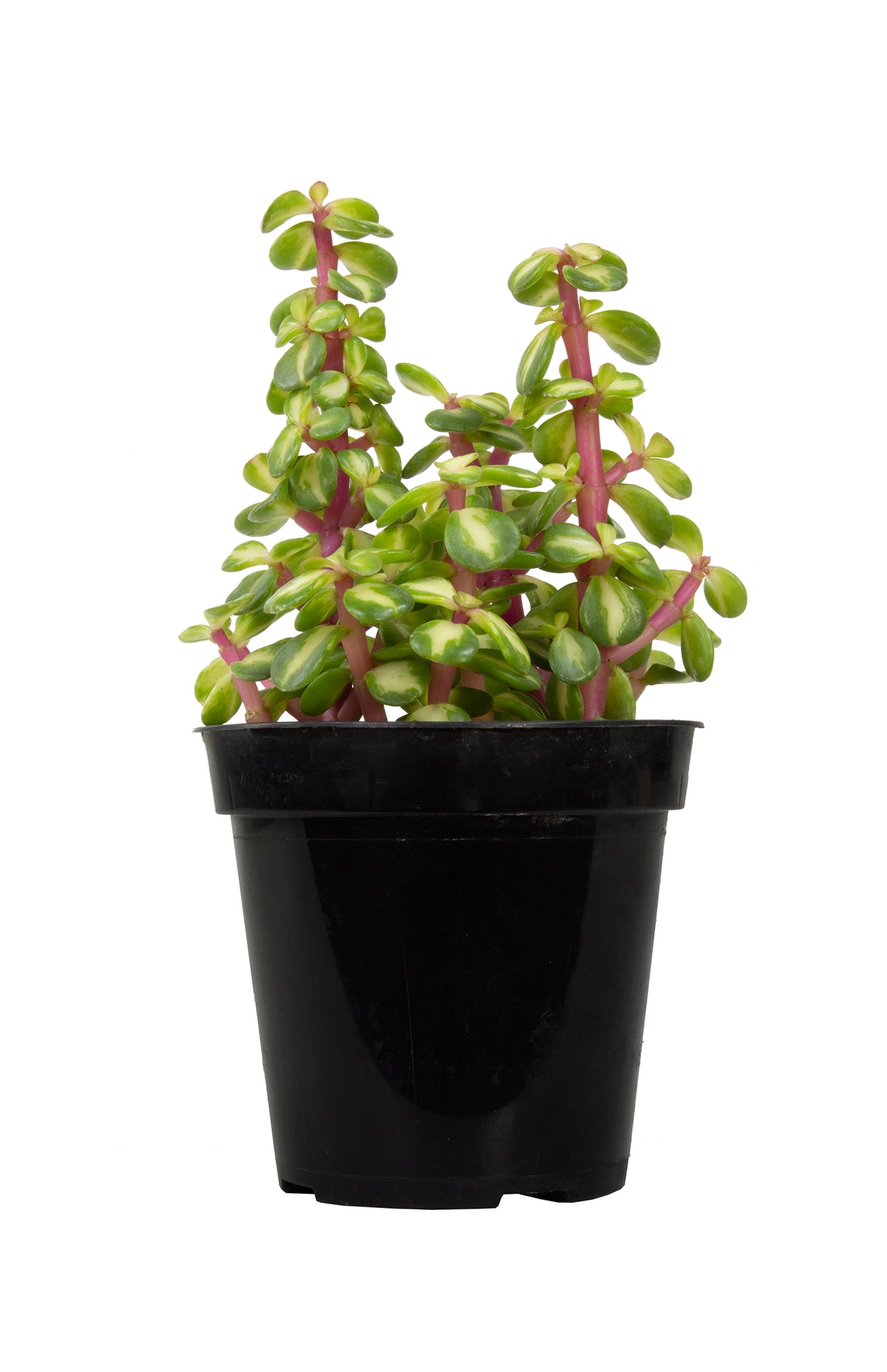 Portulacaria Afra Medio-Picta Live Succulent with Pink Stems and Variegated Foliage