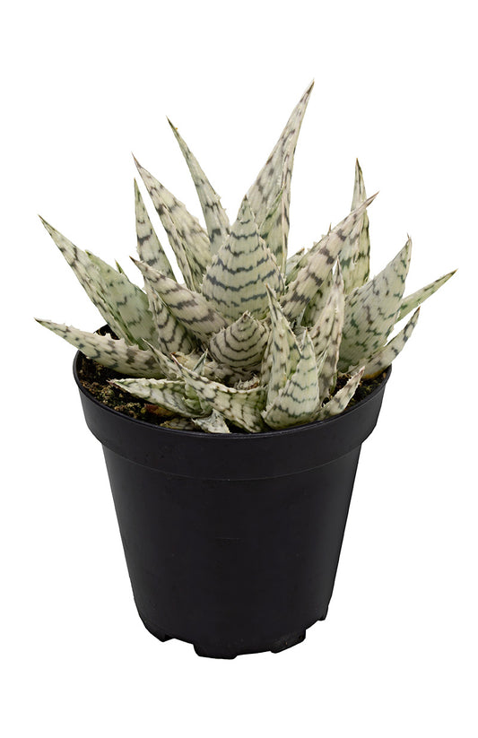 Aloe Blizzard with Frosty Green Leaves and Distinctive White Markings