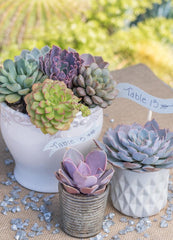 Wedding Rosette Tray