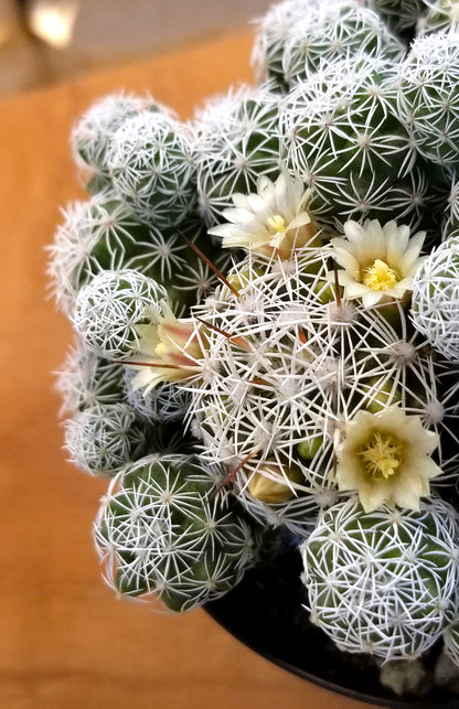Mammillaria gracilis fragilis unique compact cactus