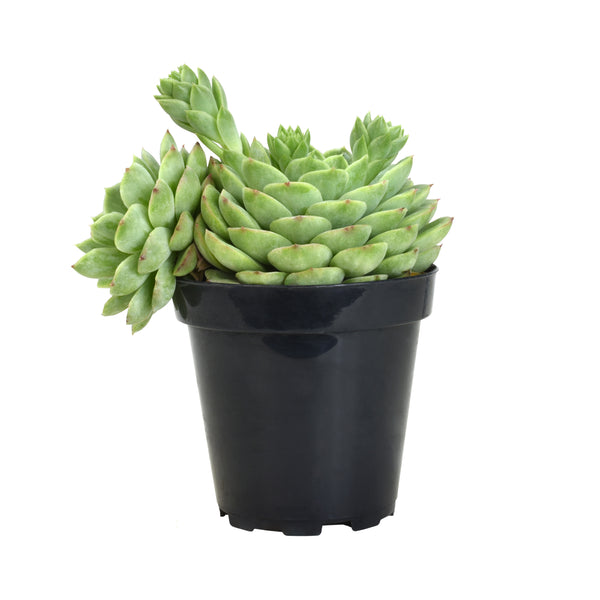 light green succulent 5c3ffb090a37c1aeec1baf581ed317fa_600x.jpg?v=1741828822