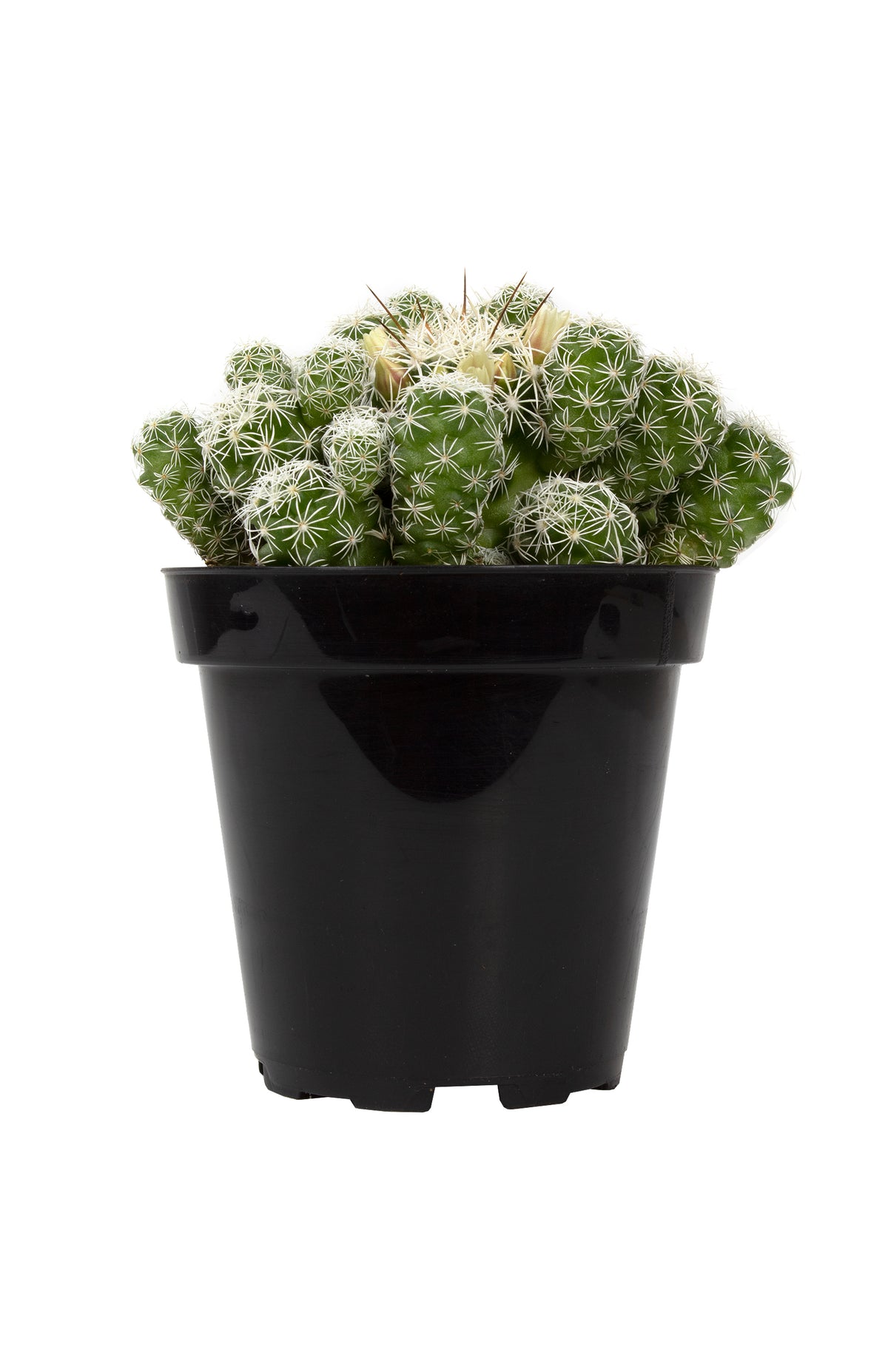 Mammillaria Thimble Cactus with small white spines