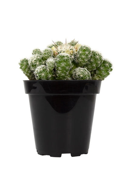 Mammillaria Thimble Cactus with small white spines