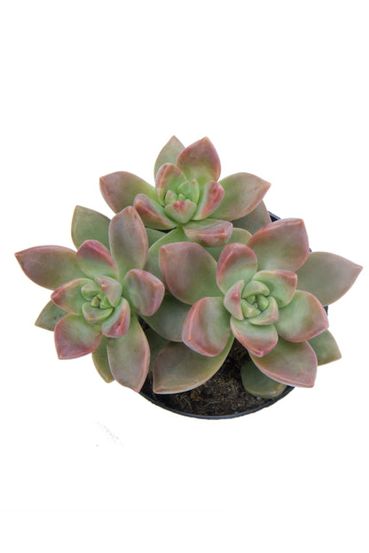 Graptosedum California Sunset Succulent Plant with Pink and Orange Tones