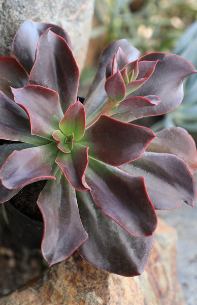 Echeveria ‘Autumn Flame’ USPP28,986 – Altman Plants