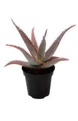 Aloe ‘Swordfish’ USPP32,010