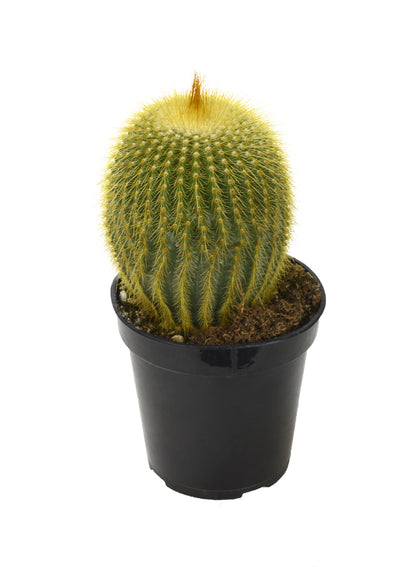 Notocactus leninghausii Golden Ball Cactus