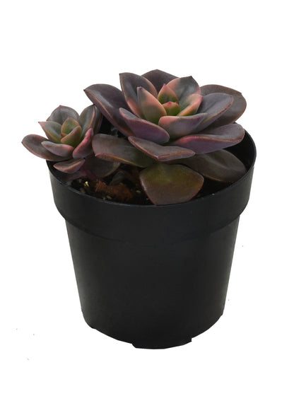 A potted Echeveria 'Chroma' plant with vibrant purple, green, and pink hues, exhibiting seasonal variegation.