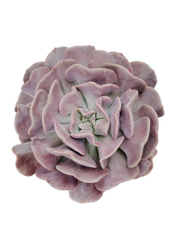 lilac frost succulent Echeveria Cubic Frost™ US PP27,527 – Altman Plants