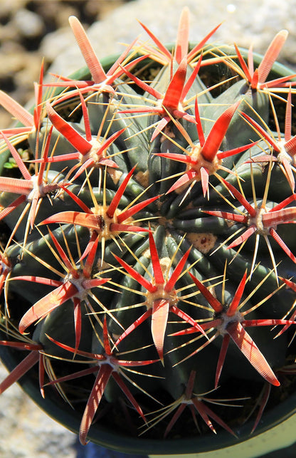Devil’s Tongue Barrel Cactus with Distinctive Red and Yellow Spines