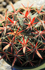 Ferocactus latispinus “Devil’s Tongue Barrel Cactus”