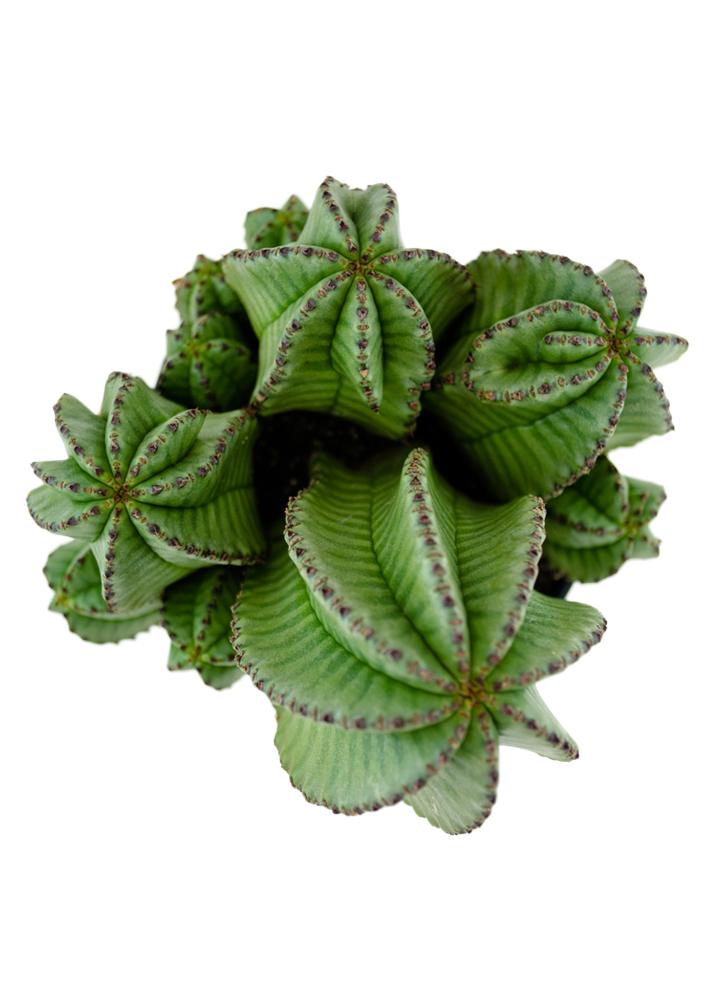 Euphorbia anoplia “Tanzanian Zipper Plant”