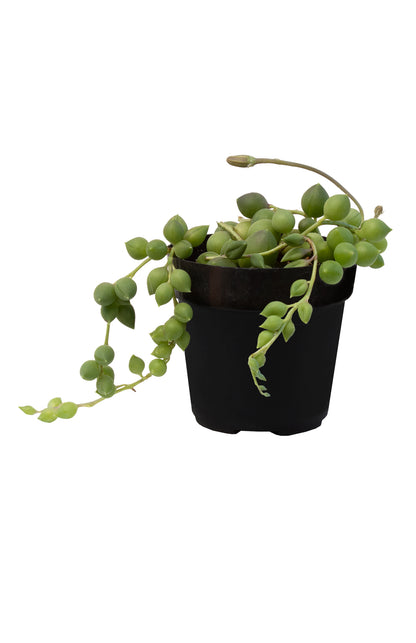 String of Raindrops Live Succulent with Cascading Trailing Stems