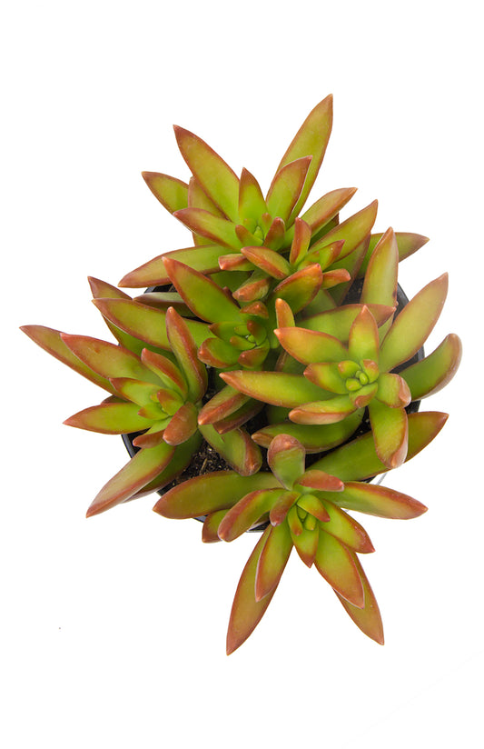 A potted Sedum adolphi Firestorm plant with greenish-yellow leaves and red margins, exhibiting star-shaped white flowers.