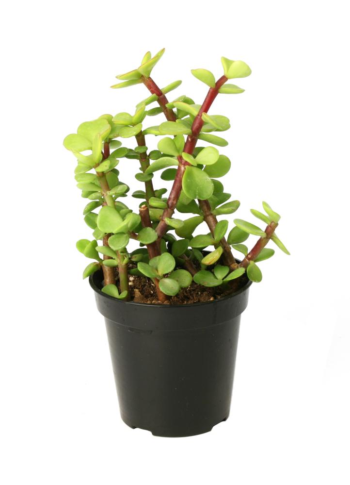 Portulacaria afra Elephant Bush succulent plant