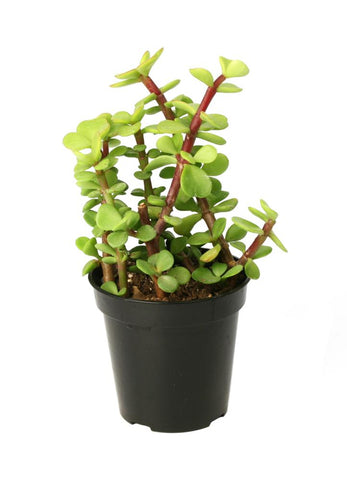 portulacaria afra gold Portulacaria afra "Elephant Bush / Spekboom" – Altman Plants