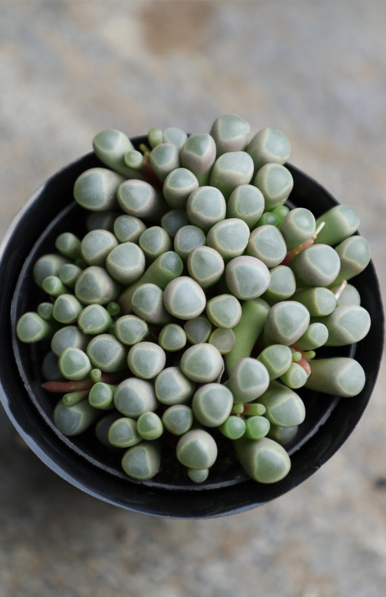 Fenestraria aurantiaca unique living stone succulent