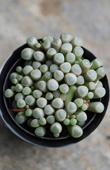 Fenestraria aurantiaca unique living stone succulent