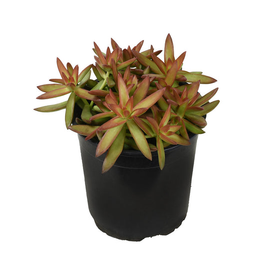 Garden Champions™ Sedum adolphi ‘Firestorm™’ succulent plant