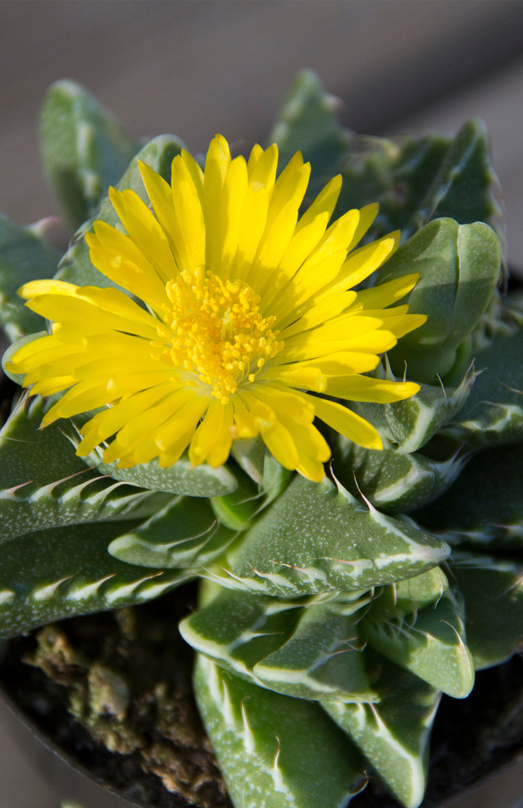 Faucaria Tigrina Live Succulent with Compact Green Rosette Foliage