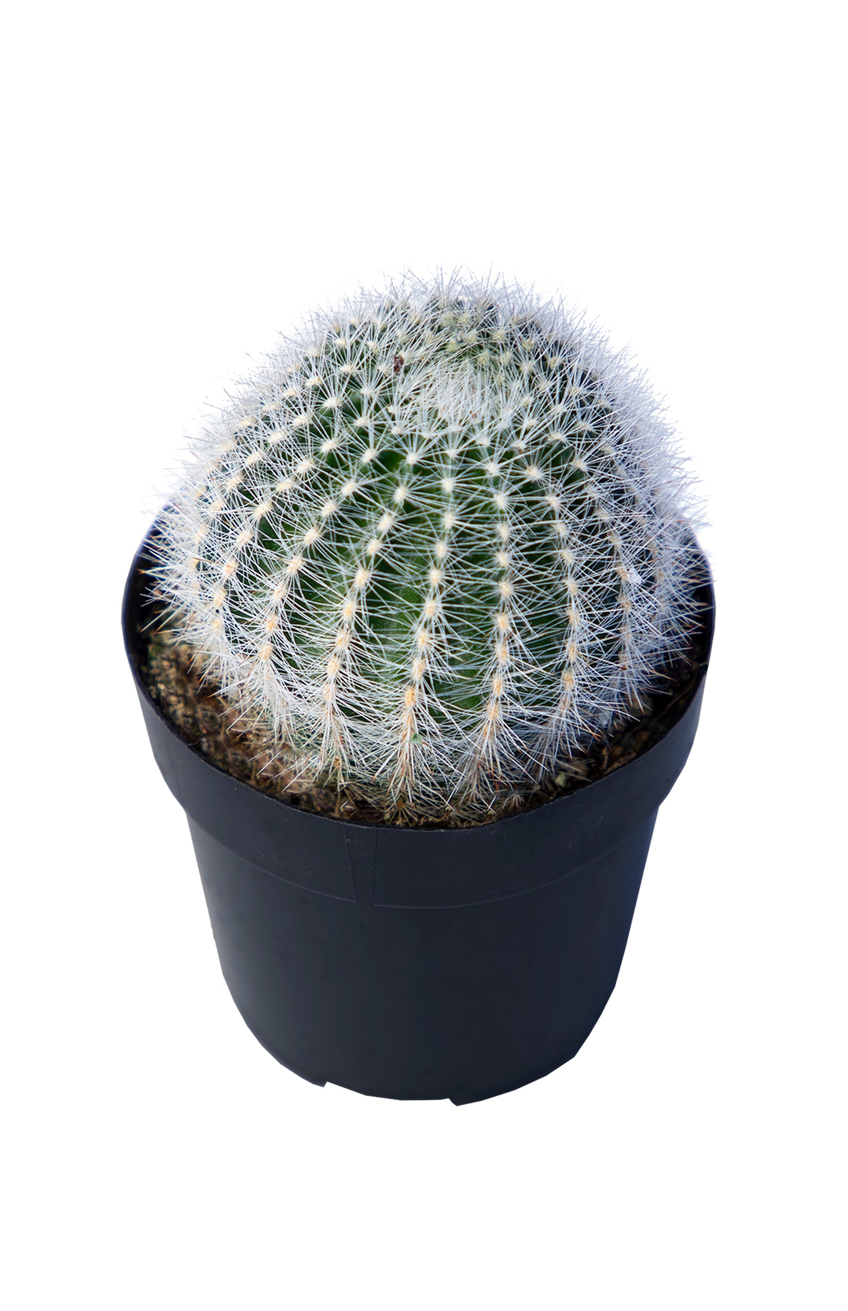 Echinopsis leucomalla "Cob Cactus"