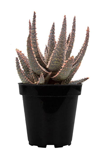 Purple Haze Aloe Succulent with Colorful Foliage for Plant Collectors
